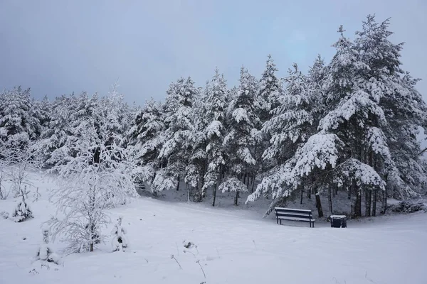 Banklı kış ormanı