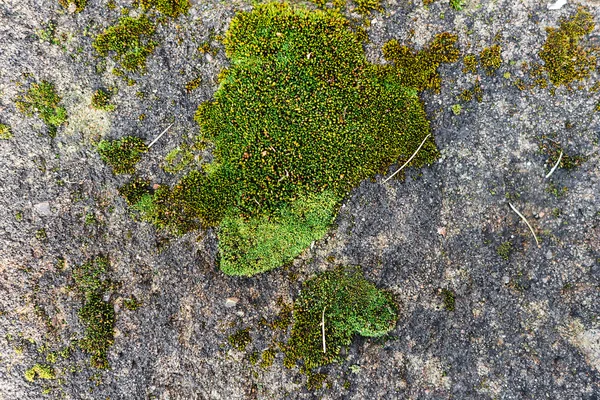 Moss en la pared vieja — Foto de Stock