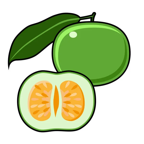 Зеленый Грейпфрут, сладкий Джаффа. Oroblanco, Векторная иллюстрация — стоковый вектор