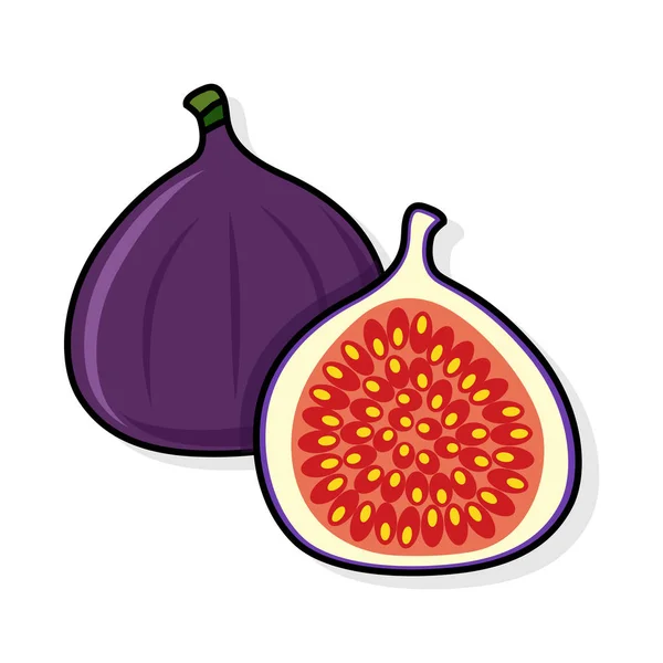 Fig on a white background. — Stock Vector