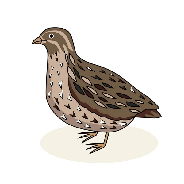 Vektoros illusztráció - egy madár, fürj. — Stock Vector