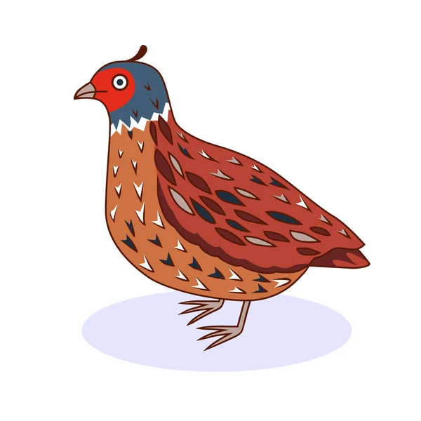 Vektorillustration - en fågel vaktel. California Quail. — Stock vektor