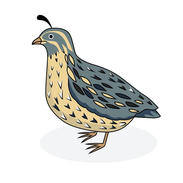 Vektorillustration - eine Vogelwachtel — Stockvektor