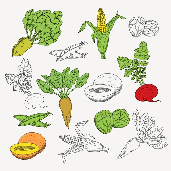 Σύνολο χορτοφάγους τροφίμων — Διανυσματικό Αρχείο