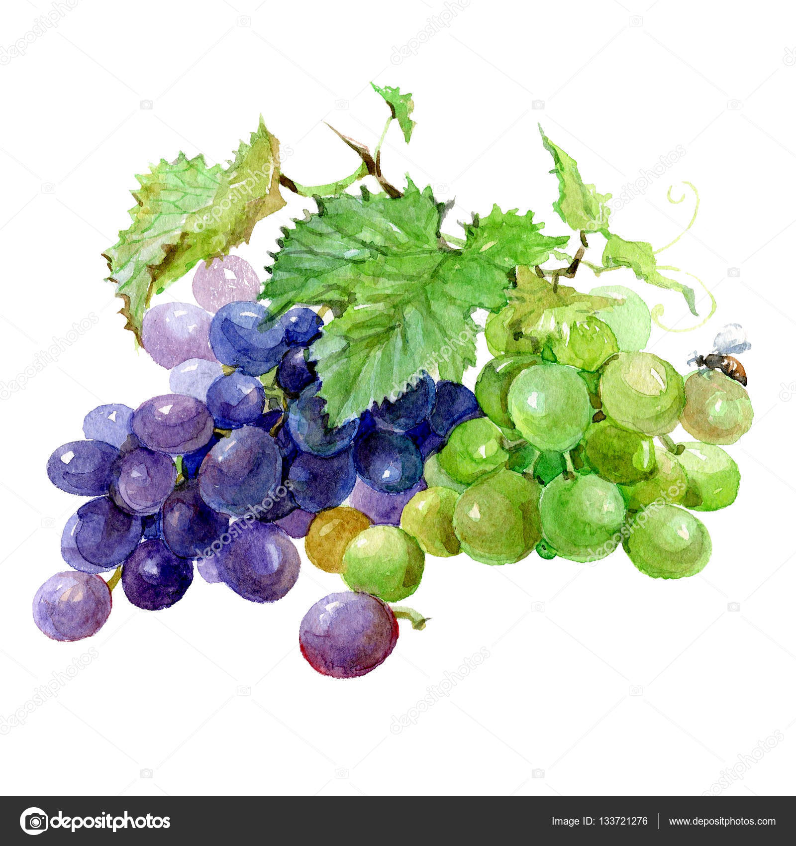 Download Watercolor grape bunch of green and dark grapes isolated ...