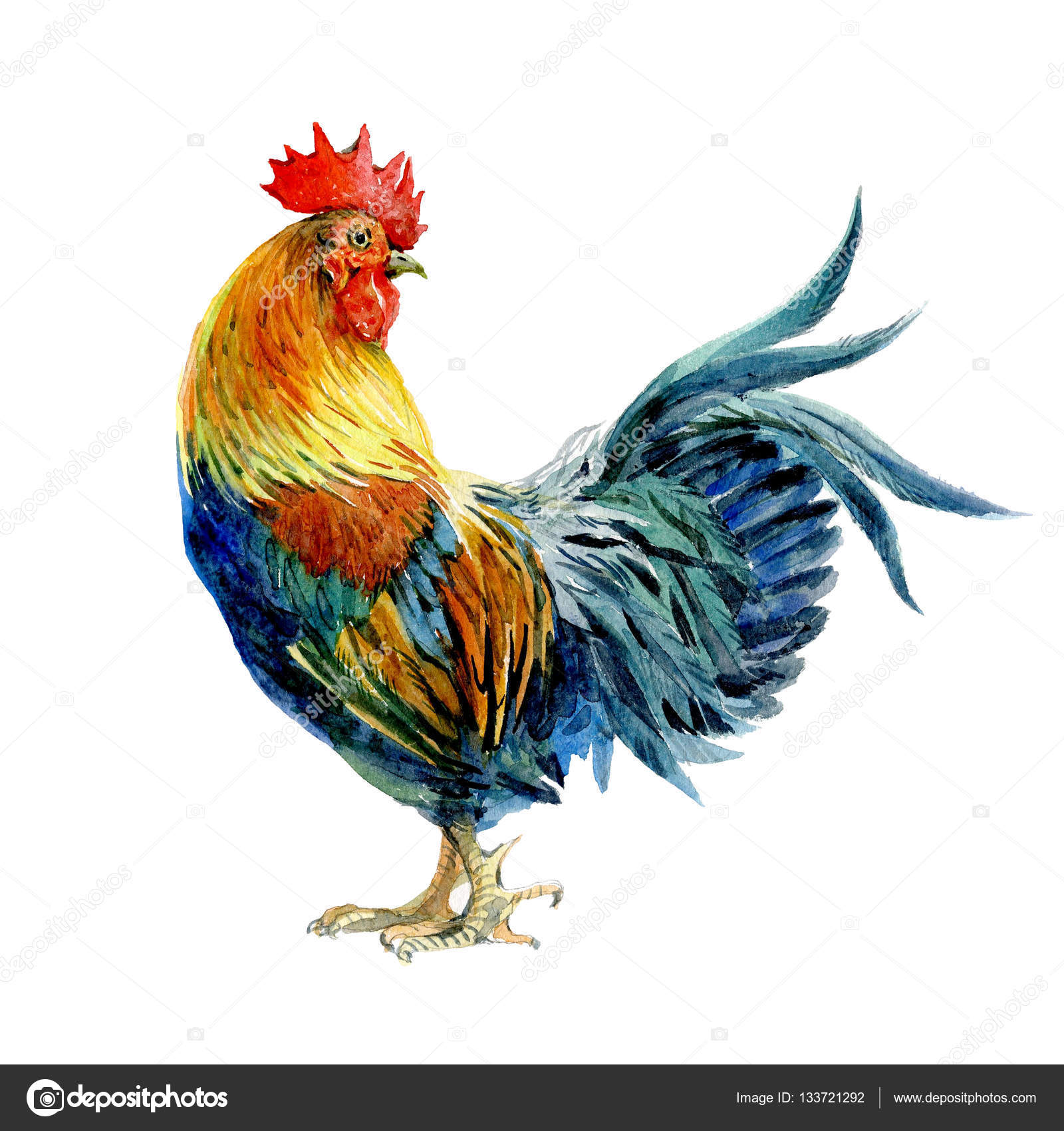 Cock picture rooster — photo 8