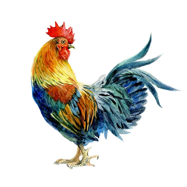 Acuarela pollo, polla, gallo pájaro aislado —  Fotos de Stock