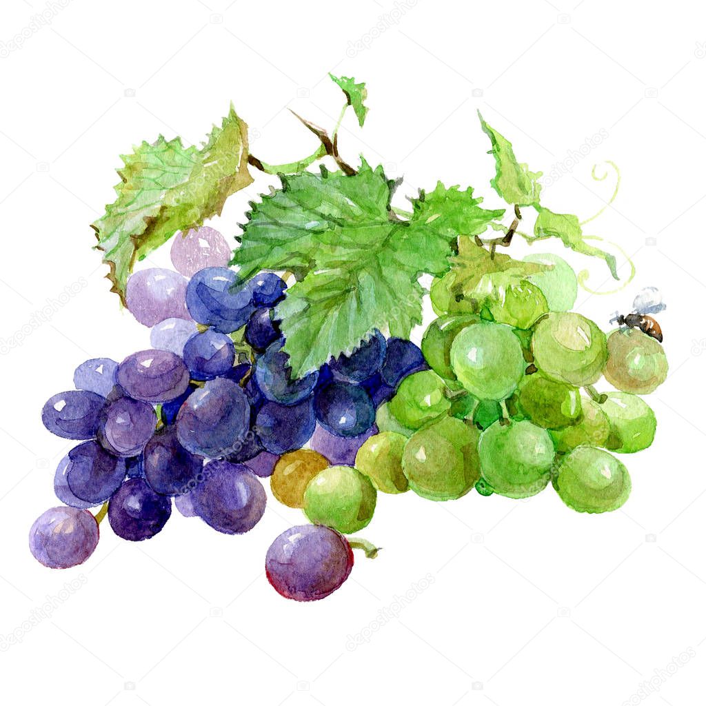 Watercolor grape bunch of green and dark grapes isolated