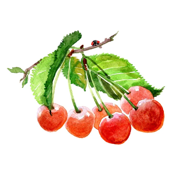 Watercolor cherry branch with cherries isolated — Stock Photo, Image