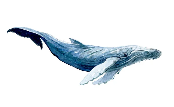 Ακουαρέλα λευκή φάλαινα απομονωμένες — Φωτογραφία Αρχείου
