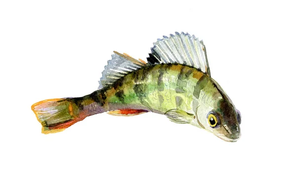 Akvarell egyetlen sügér hal izolált — Stock Fotó