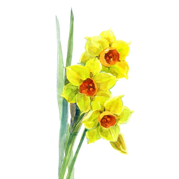 Aquarel gele Narcissus boeket — Stockfoto