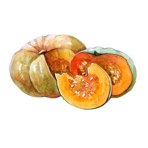 Akvarel nakrájená dýňová zelenina — Stock fotografie