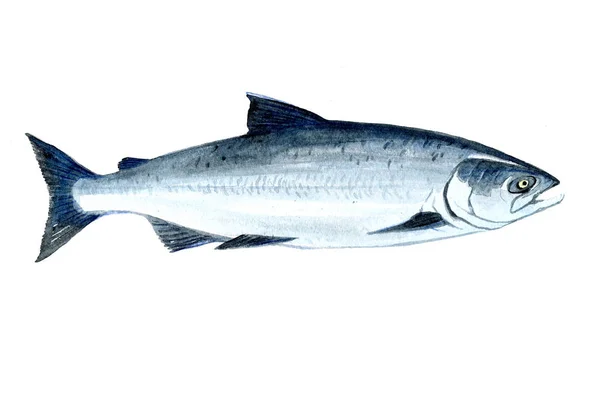 Acquerello singolo pesce salmone isolato — Foto Stock