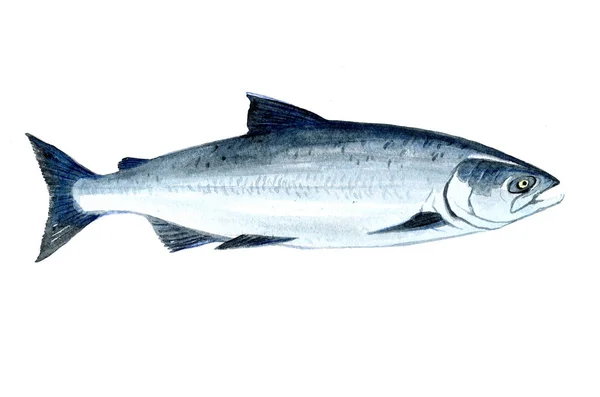 Aquarel enkele zalm vissen geïsoleerd — Stockfoto