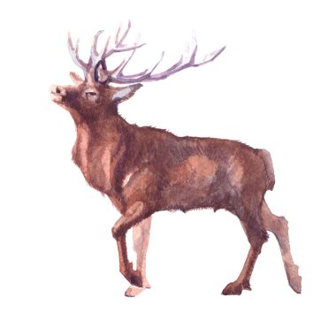 Sulu Boya gerçekçi geyik orman hayvan izole