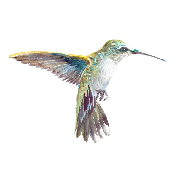 Akvarell realistiska hummingbird, colibri tropisk fågel djur — Stockfoto