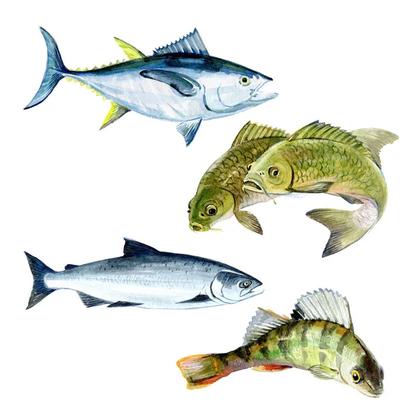 集水彩鲤鱼、 三文鱼、 鲈鱼、 孤立的吞拿鱼 — 图库照片