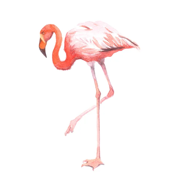 Aquarelle réaliste oiseau flamant rose animal tropical isolé — Photo