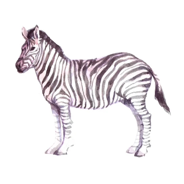 Акварель реалистичная зебра — стоковое фото