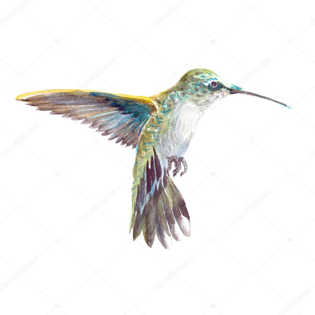 Watercolor realistic hummingbird, colibri tropical bird animal