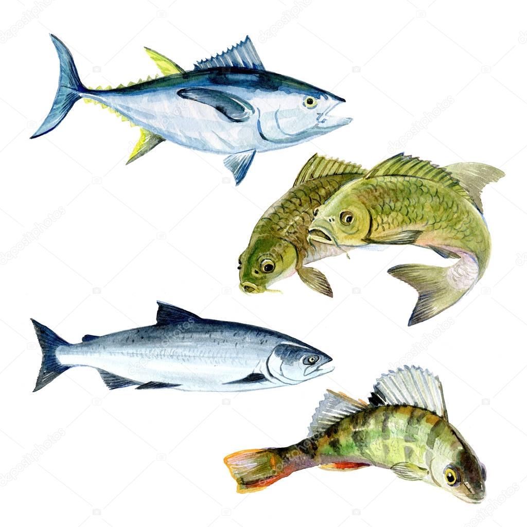 Set of watercolor carp, salmon, perch, tuna fish isolated on a white background illustration.