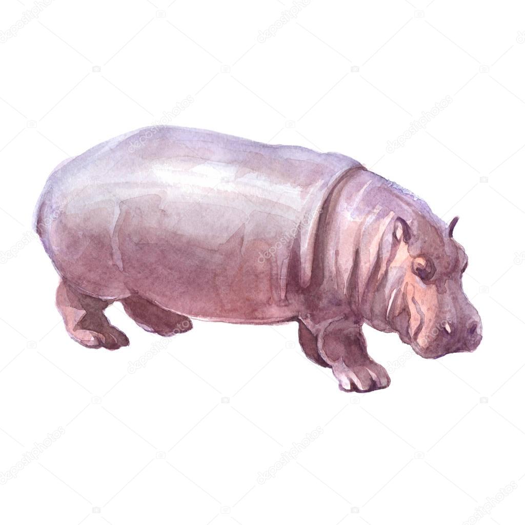 Watercolor realistic  hippopotamus tropical animal isolated