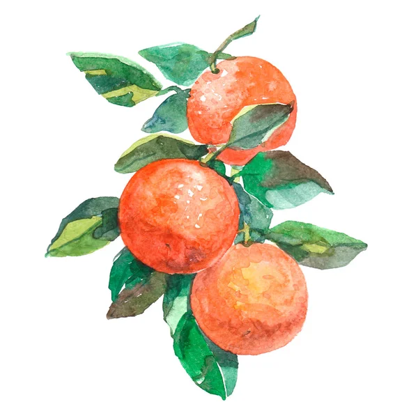 Akvarelu větev s ovocem pomeranče, samostatný — Stock fotografie
