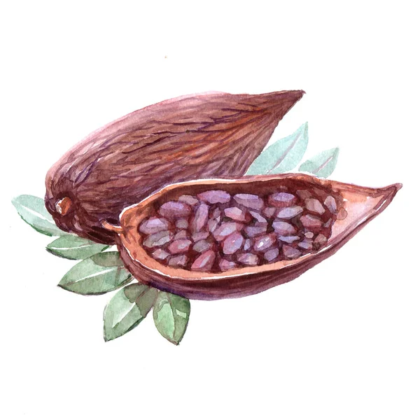 Akvarelu kakaových bobů, samostatný — Stock fotografie