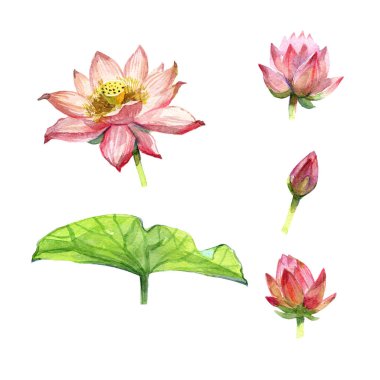 Sulu boya pembe lotus buket