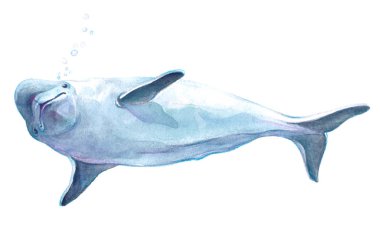 Watercolor realistic dolphin animal isolated clipart