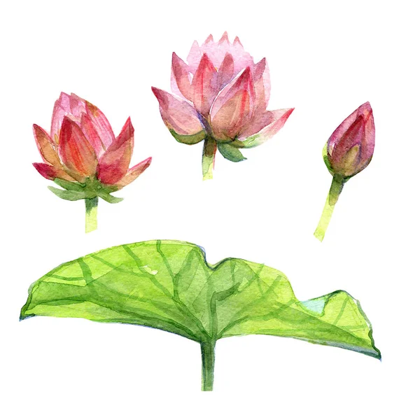 Acuarela ramo de loto rosa — Foto de Stock