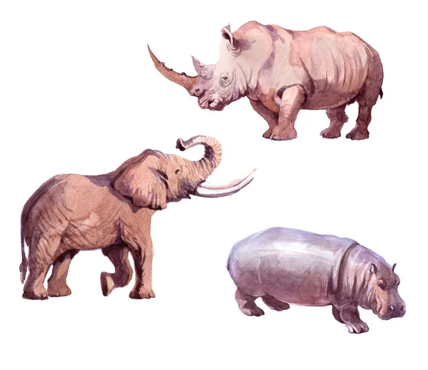 Acquerello realistico elefante, ippopotamo, rinoceronte animale tropicale — Foto Stock