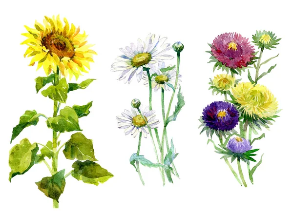 水彩アスター、菊、ヒマワリ、カモミールの花束 — ストック写真