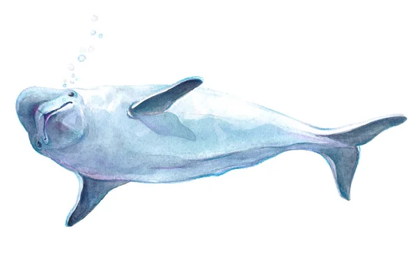 Ακουαρέλα ρεαλιστική δελφίνι ζώο απομονωμένες — Φωτογραφία Αρχείου