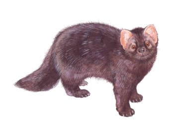 Sulu Boya tek sable hayvan izole