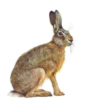 Watercolor single hare animal  clipart