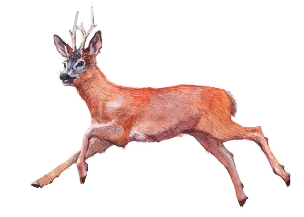Akvarell enda rådjur djur isolerade — Stockfoto