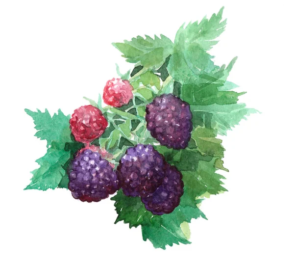 孤立的水彩黑莓食品 — 图库照片