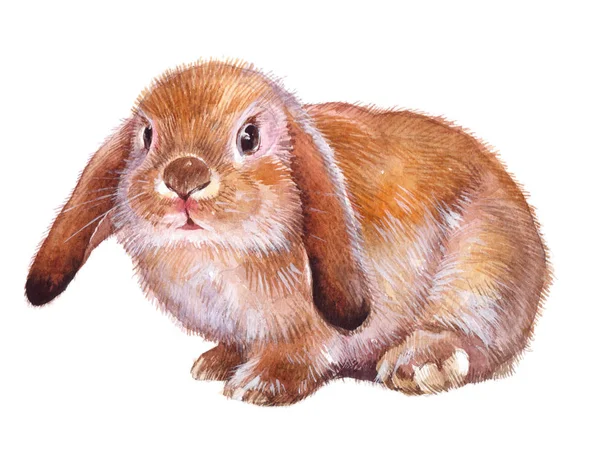 Zwierząt akwarela jednego królik na białym tle — Zdjęcie stockowe