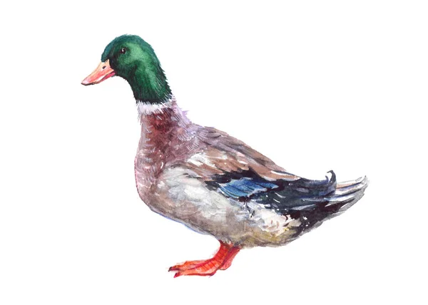 Akvarell egyetlen kacsa állatot, izolált — Stock Fotó