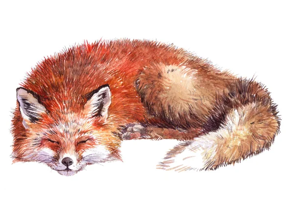 Watercolor single Fox animal isolated — Stock Photo, Image