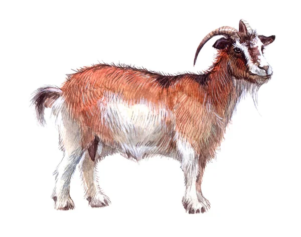 Изолированное козовое животное — стоковое фото