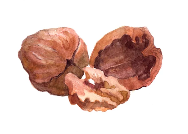 Akvarel, ořech potravin matice, samostatný — Stock fotografie