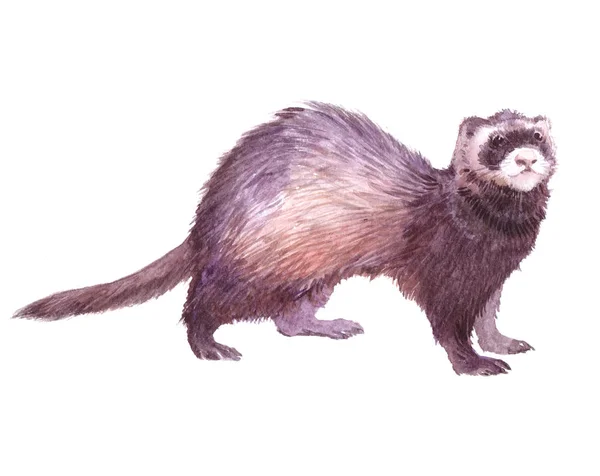 Watercolor single ferret animal isolated — Stock Photo, Image