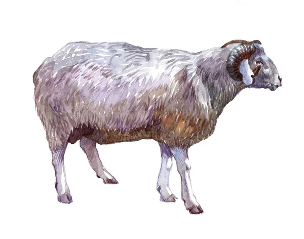 Acquerello singola pecora animale — Foto Stock