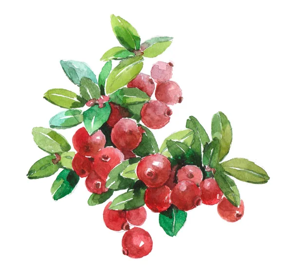 Akvarell röda vinbär mat isolerade — Stockfoto