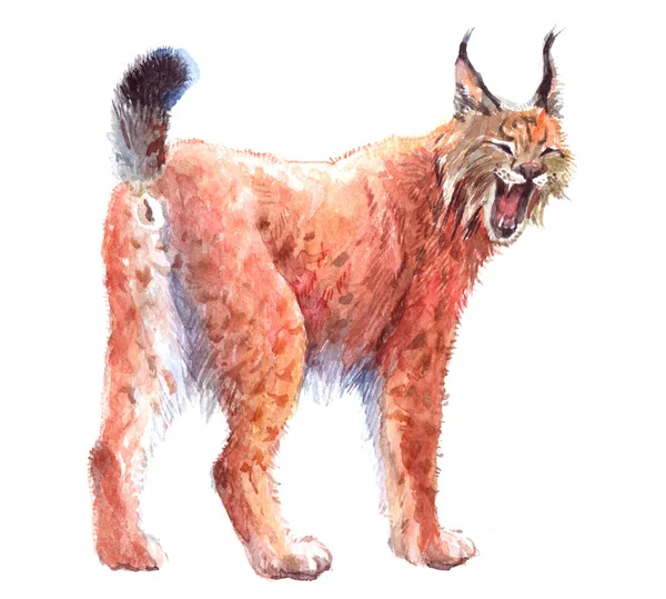 Sulu Boya tek lynx hayvan izole — Stok fotoğraf