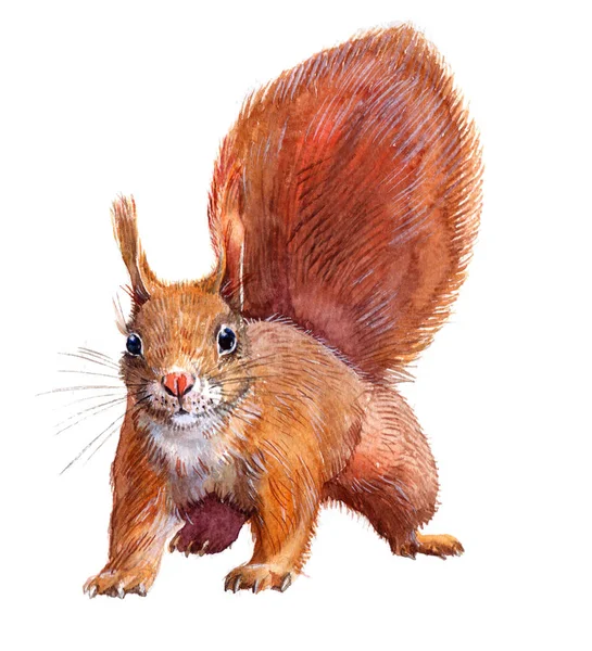 Aquarell einzelnes Eichhörnchen Tier isoliert — Stockfoto