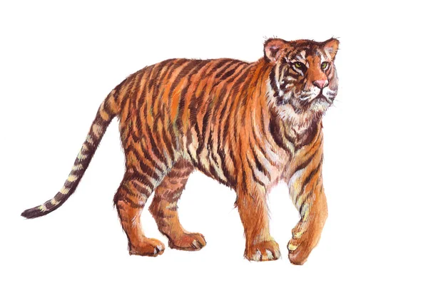 Акварель одиночный тигр — стоковое фото